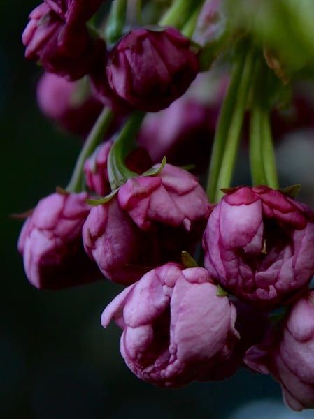 'Blossom', Trull, Somerset - Amelia Grabham