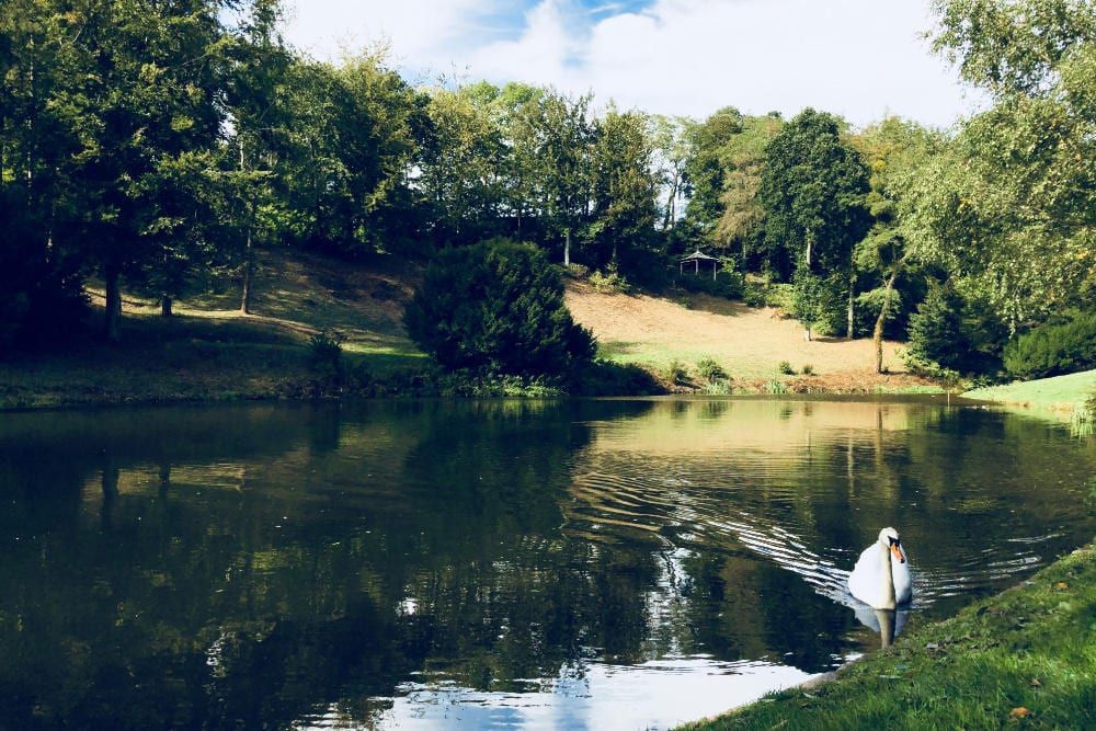 Swan-3_hestercombe