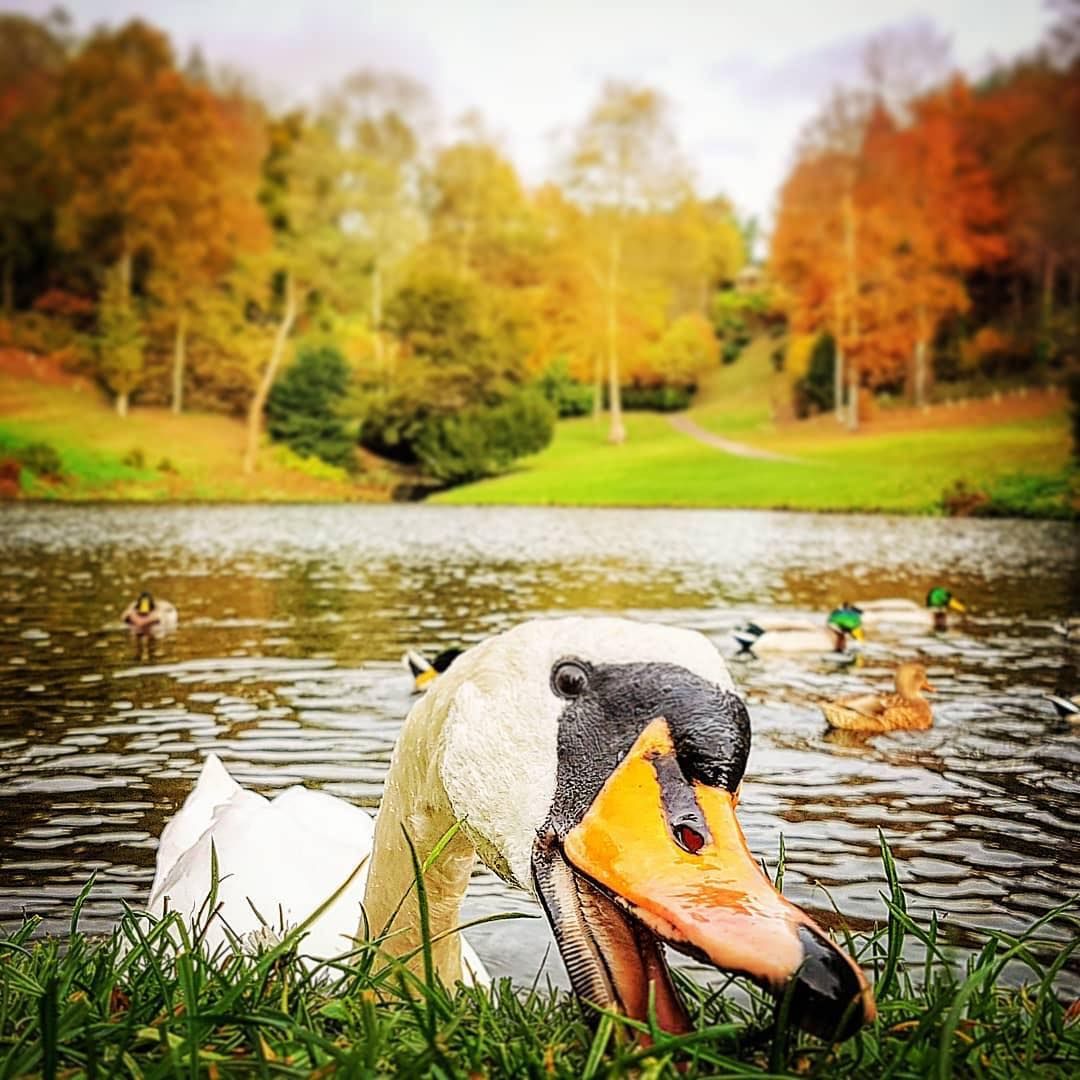 Hestercombe's swan has sadly passed away