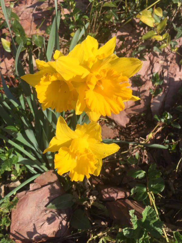 Daffodils