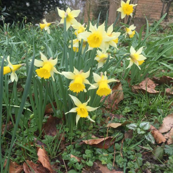 Daffodils