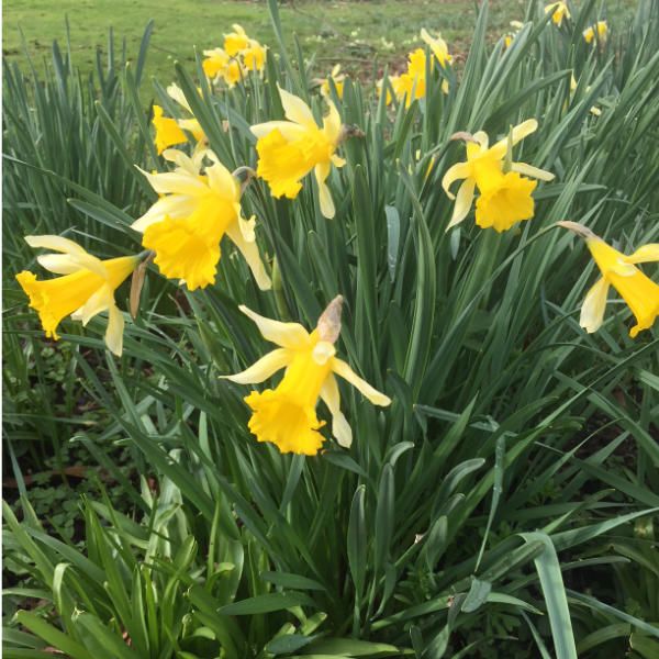 Wild Daffodils At Hestercombe