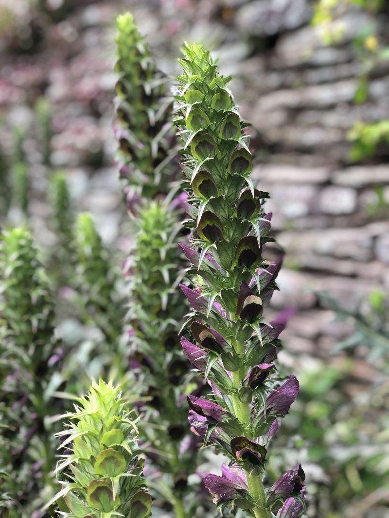 Acanthus spinosa at Hestercombe Gardens
