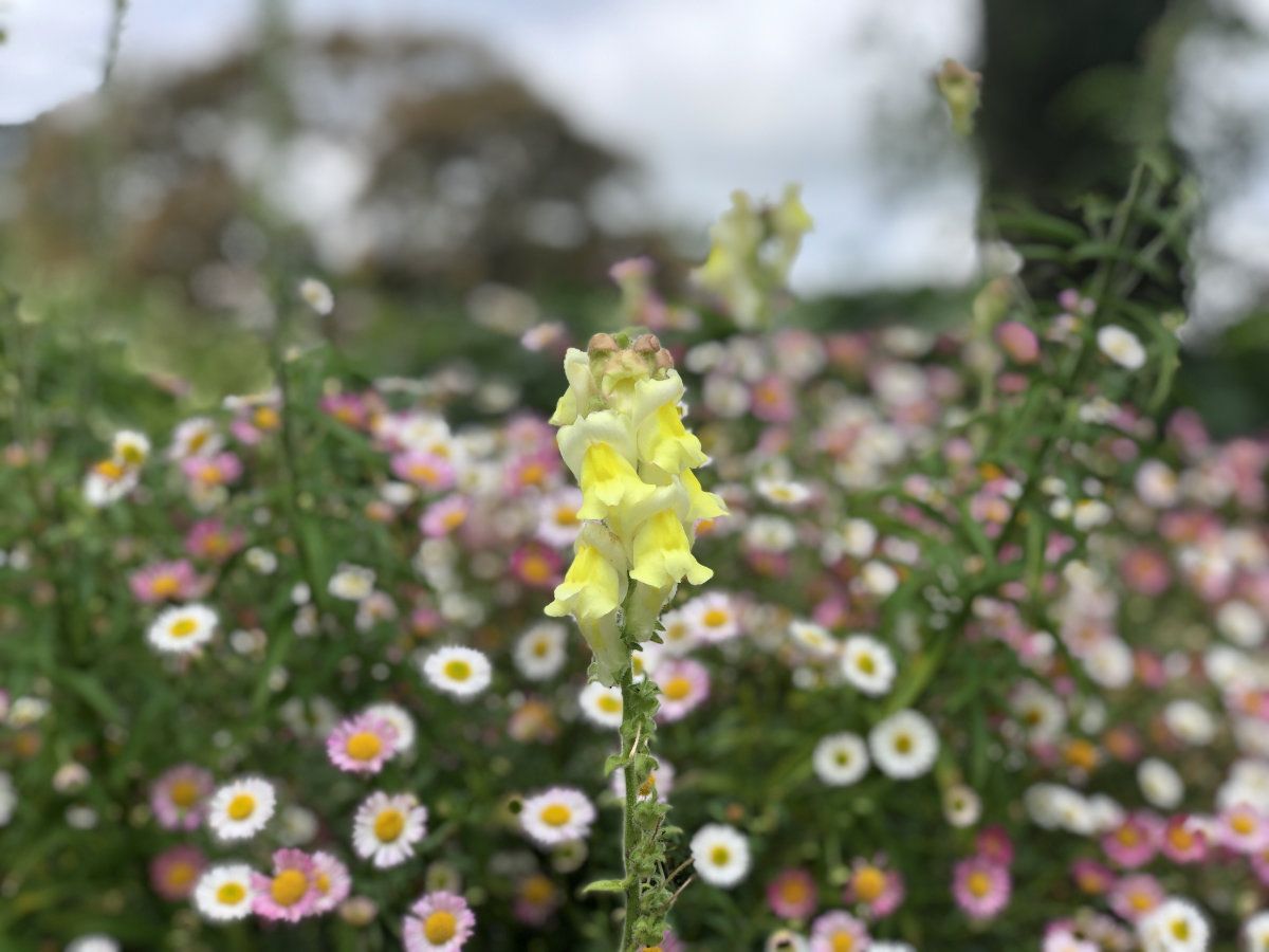 Antirrhinum at Hestercombe Gardens