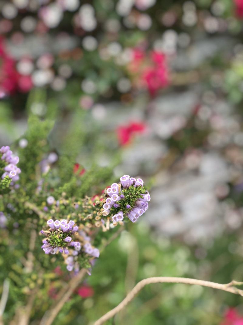 Fabiana imbracata at Hestercombe Gardens