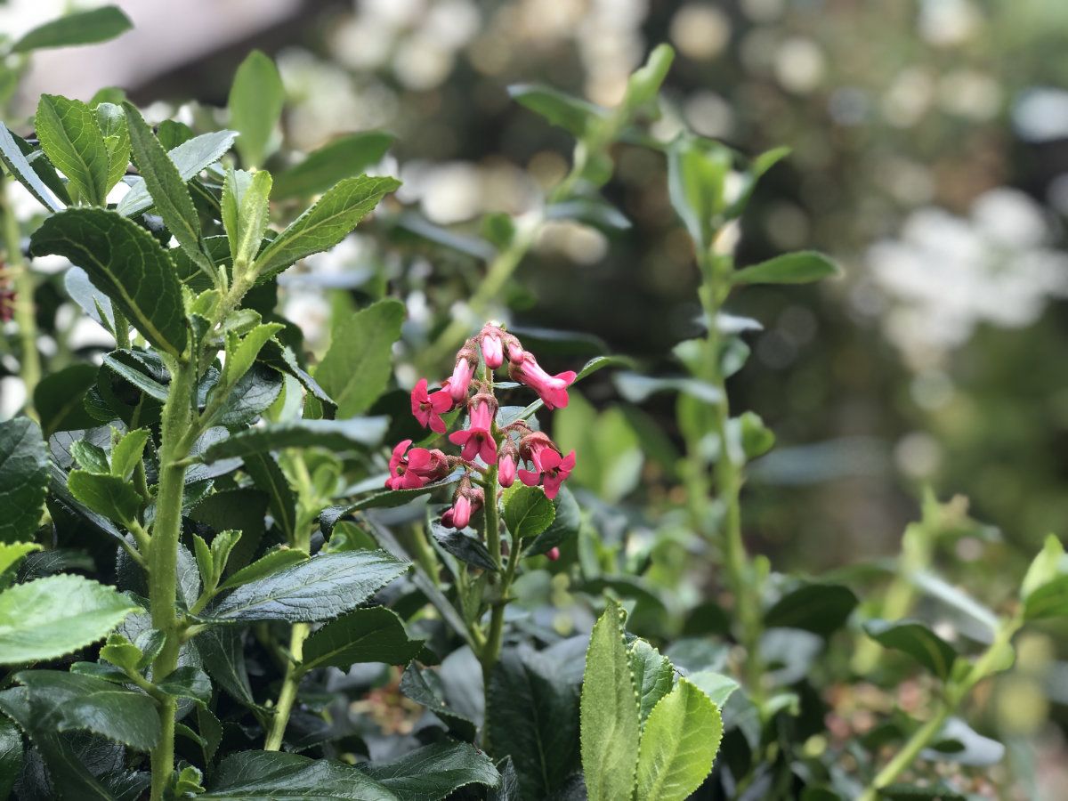 escallonia rubra var. macanthra at Hestercombe Gardens