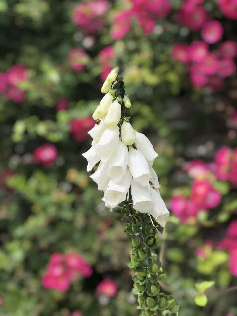 White foxglove at Hestercombe Gardens