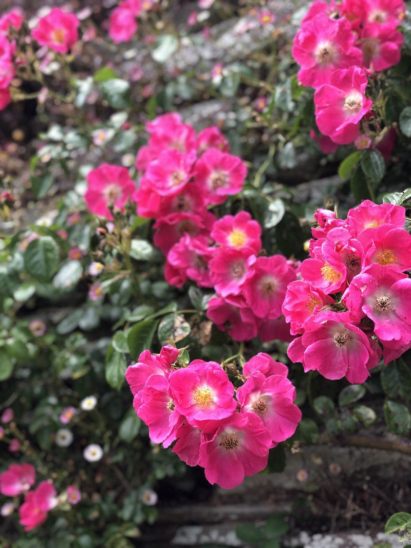 Unknown rose variety at Hestercombe Gardens