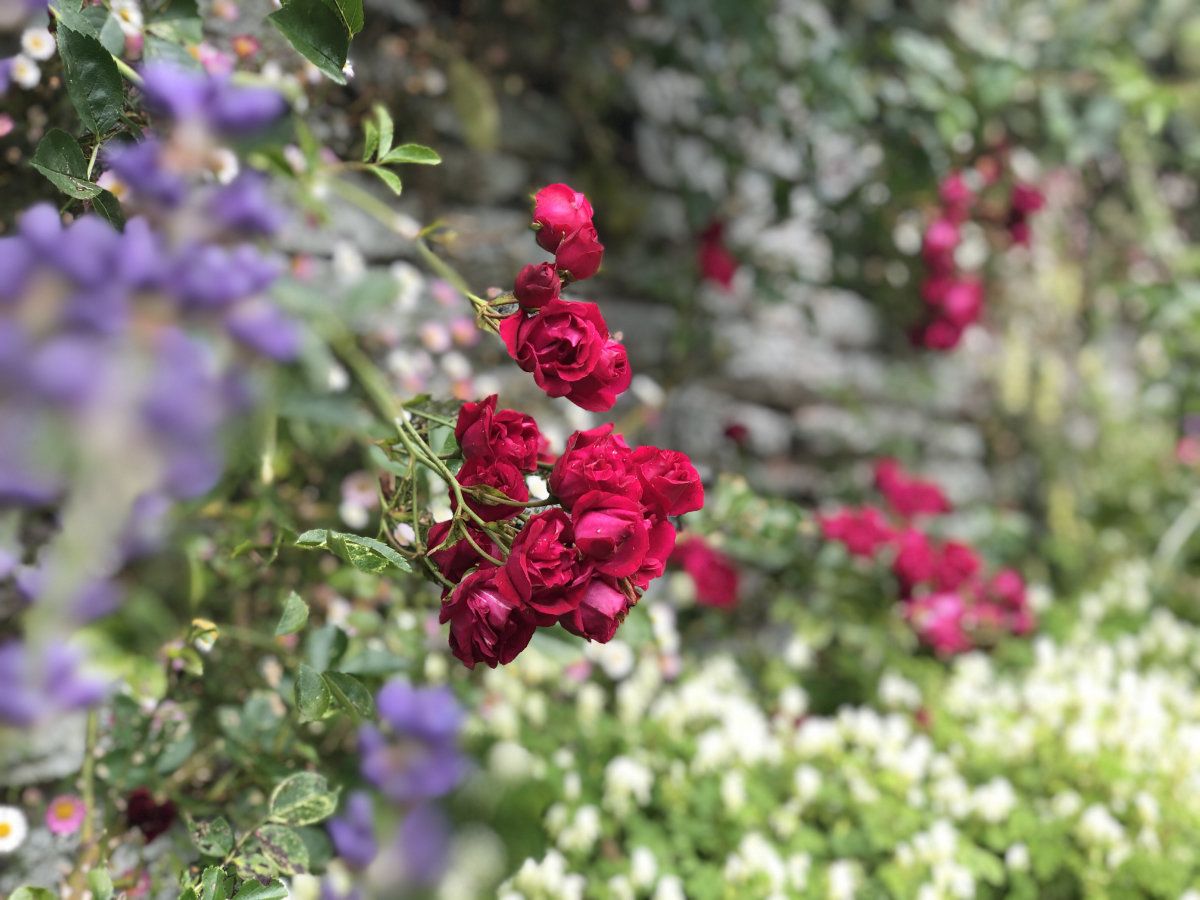 Red rose (unknown variety) at Hestercombe Gardens