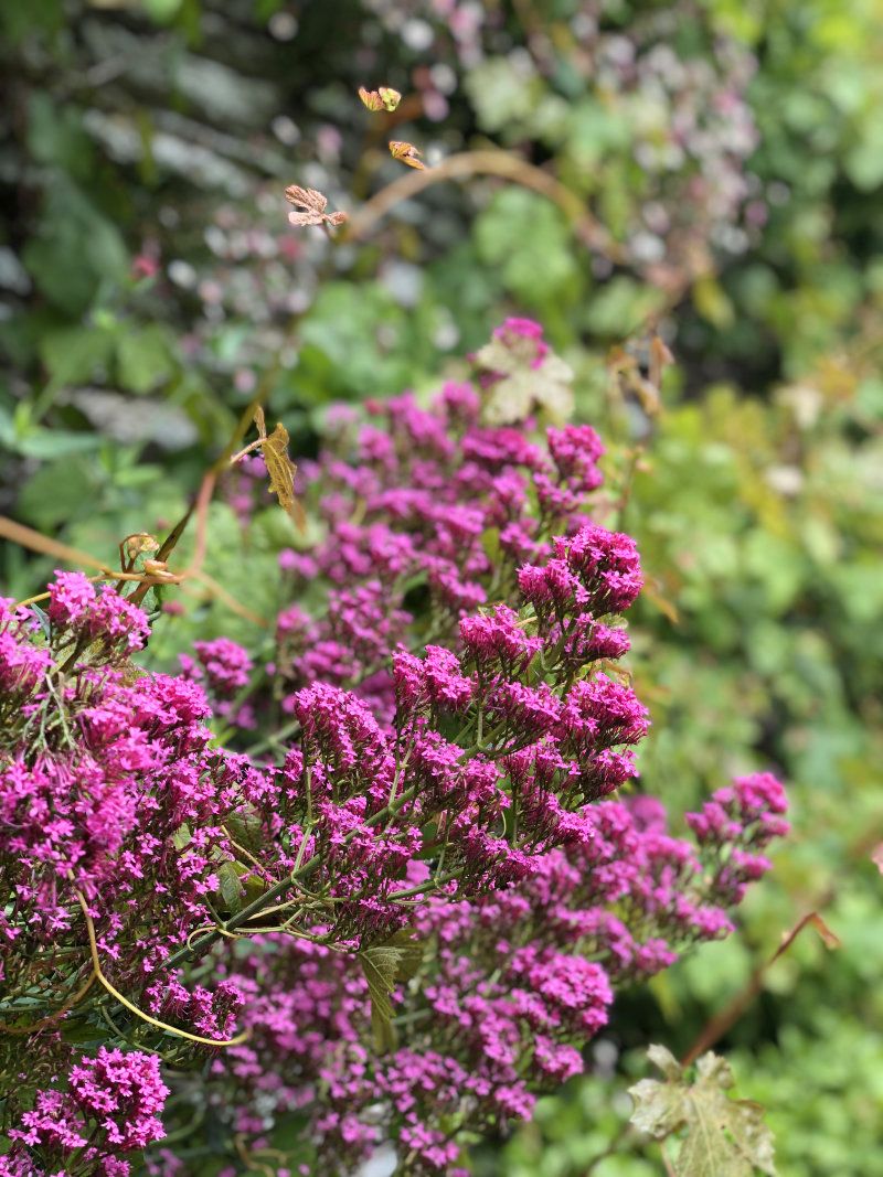 valerian_hestercombe-gardens_IMG_8249