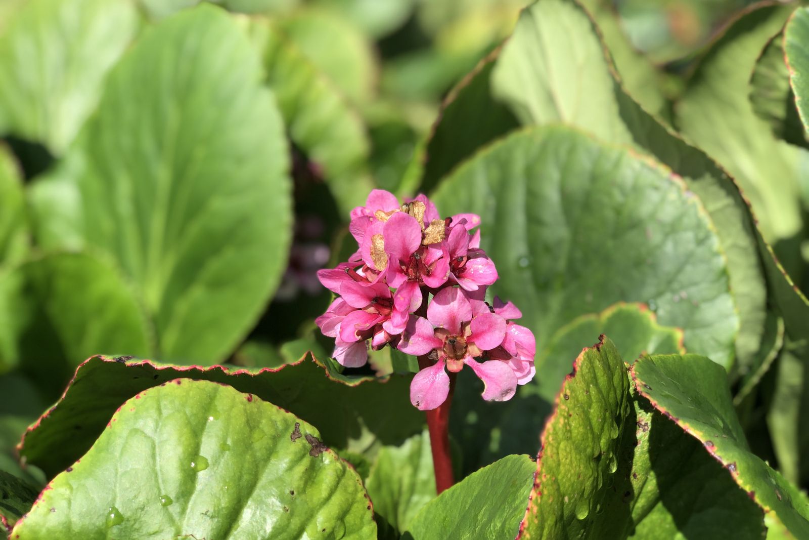 Begenia