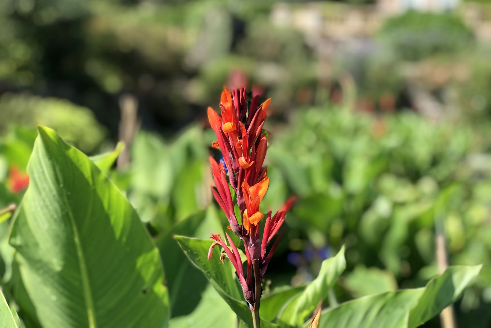 Cannas indica