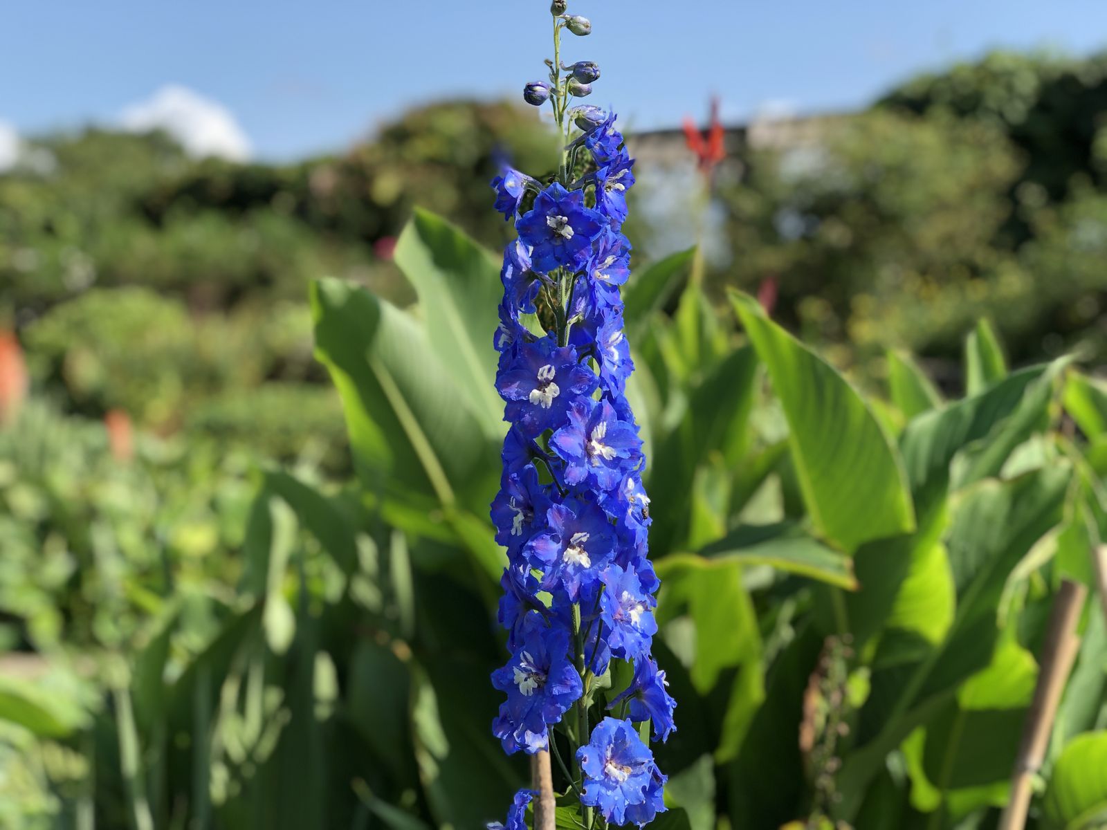 Delphinium