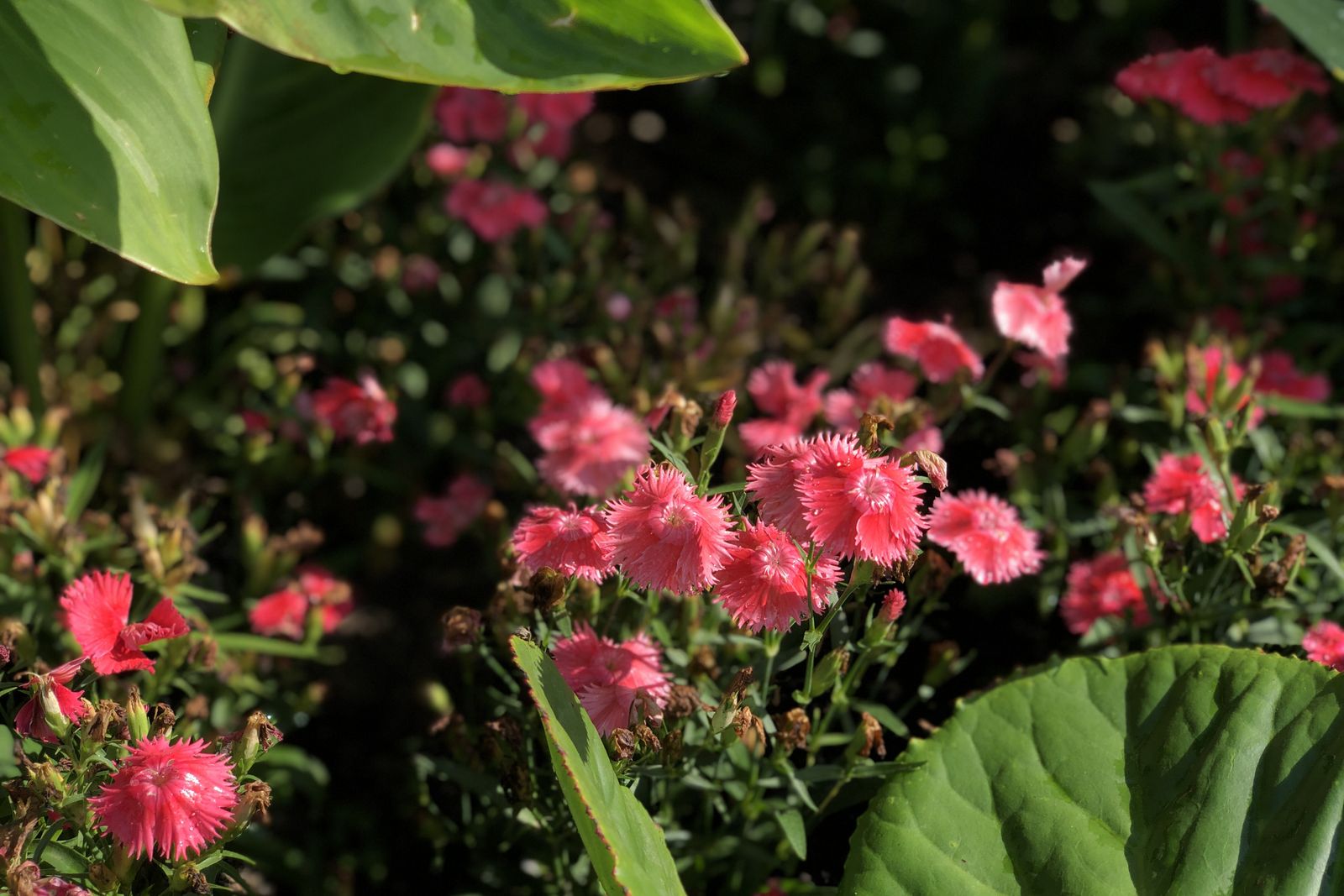 Dianthus