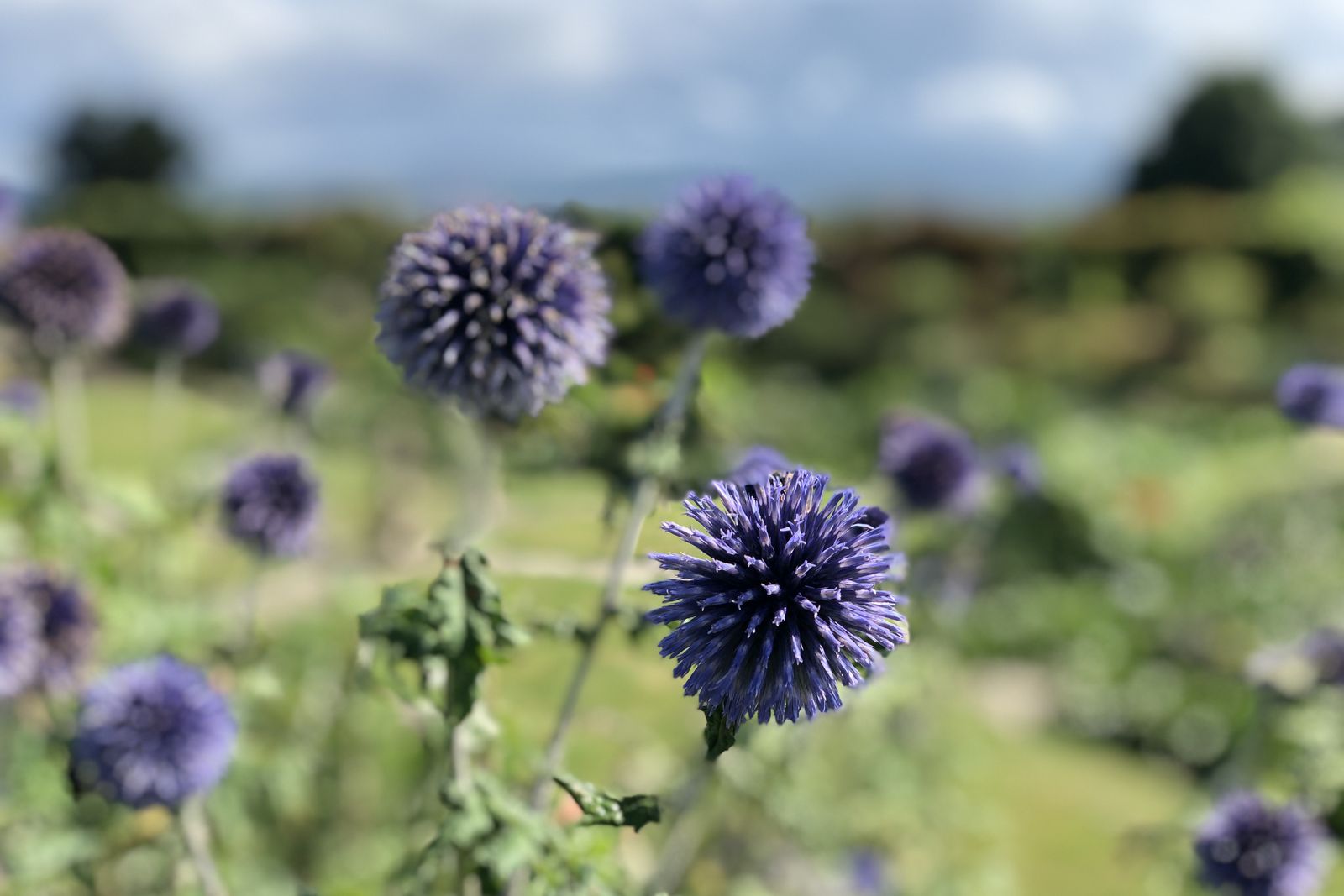 Echinops bannaticus