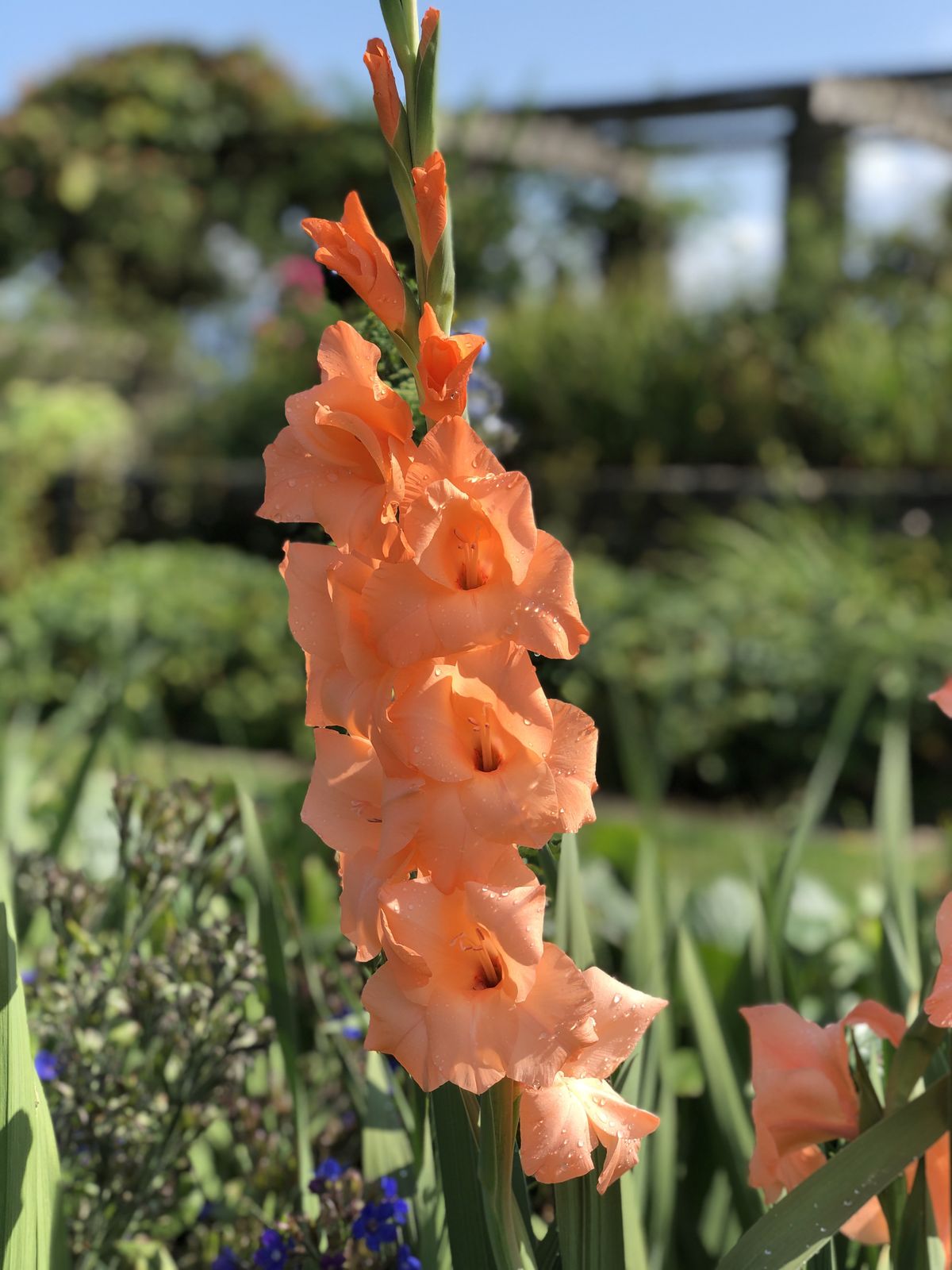 Gladiolus