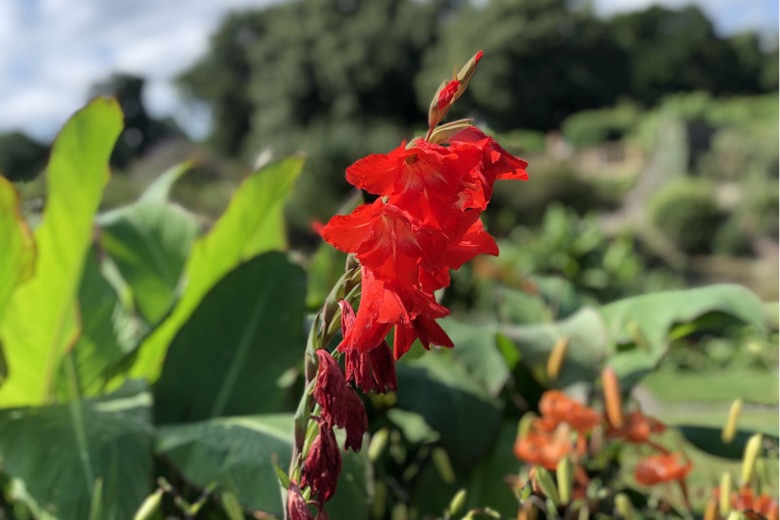 Gladiolus