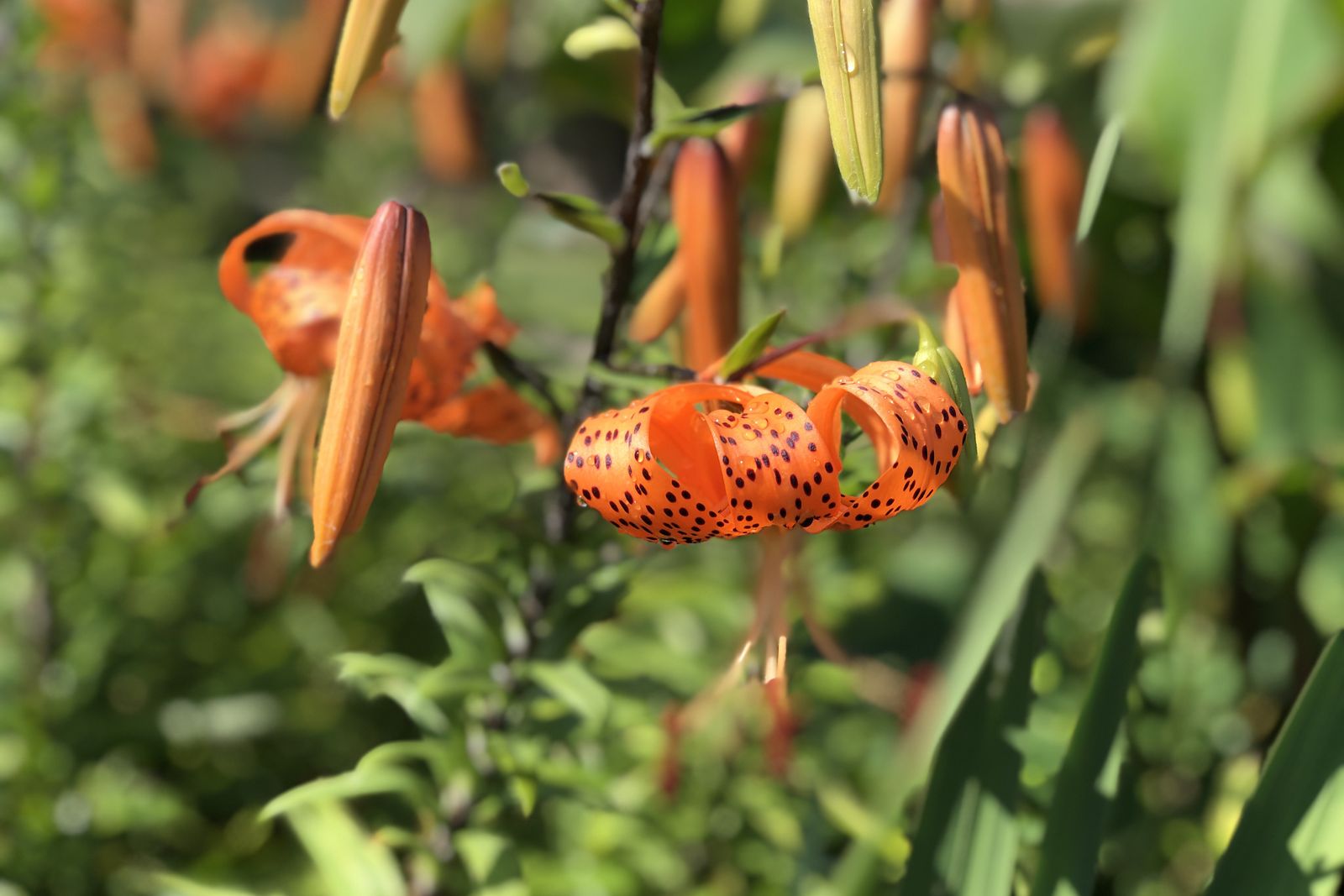 Lilium lancifolium