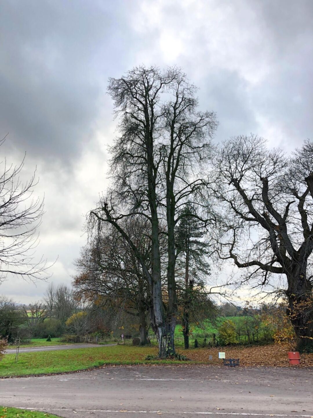 Horse chestnut tree in car park Hestercombe National Tree Week