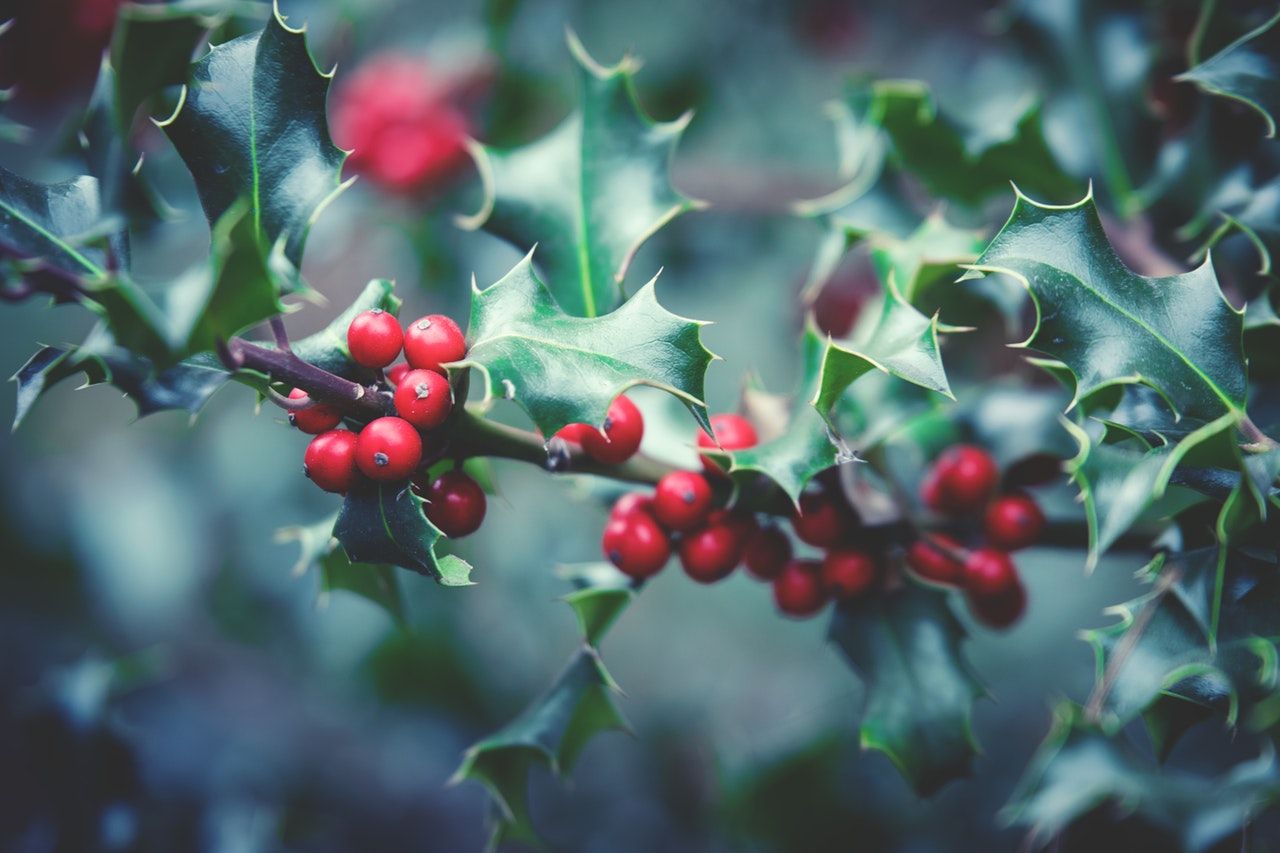 Holly berries