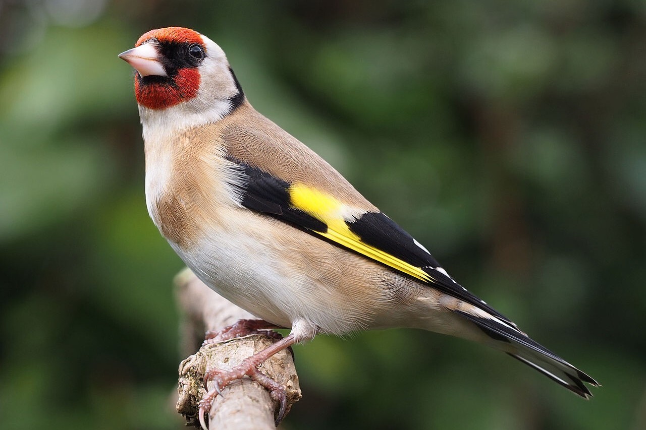 Benefits of the lockdown have included more goldfinches coming to nest at Hestercombe