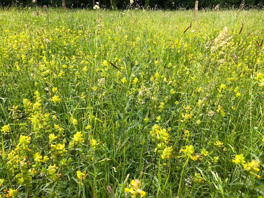 Ragwort and yellow rattle in the wildflower meadow at Hestercombe