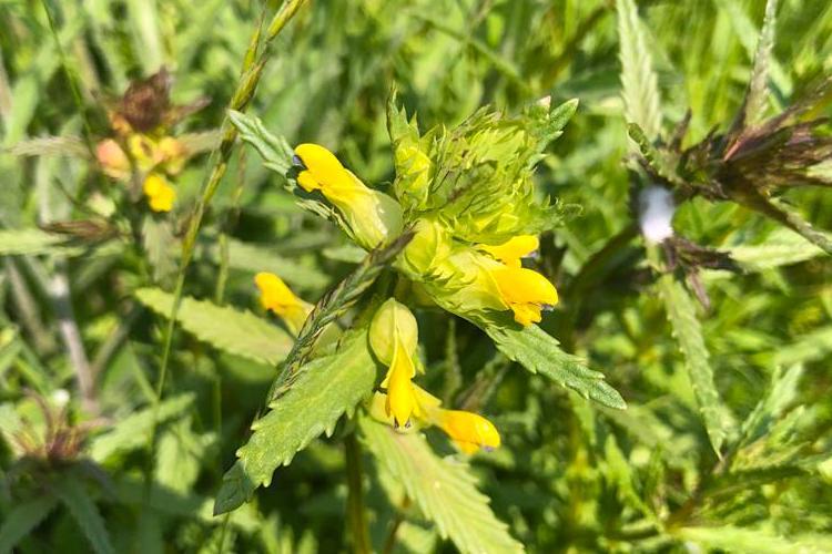 Yellow rattle in Hestercombe's Wildflower meadow