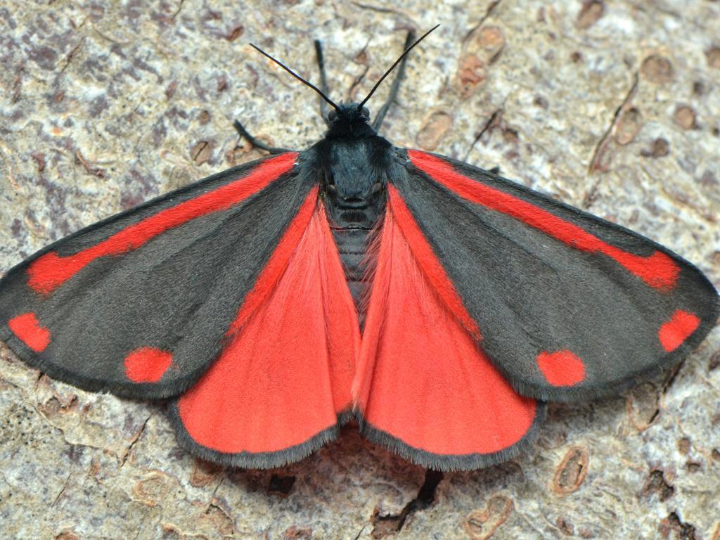 The cinnabar moth has been flourishing in the wildflower meadow