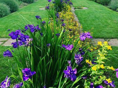 East Rill irises hestercombe