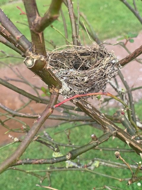 A goldfinch nest in the roses at Hestercombe