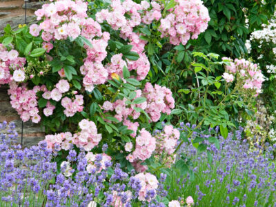 Roses and lavender on the pergola junejuly