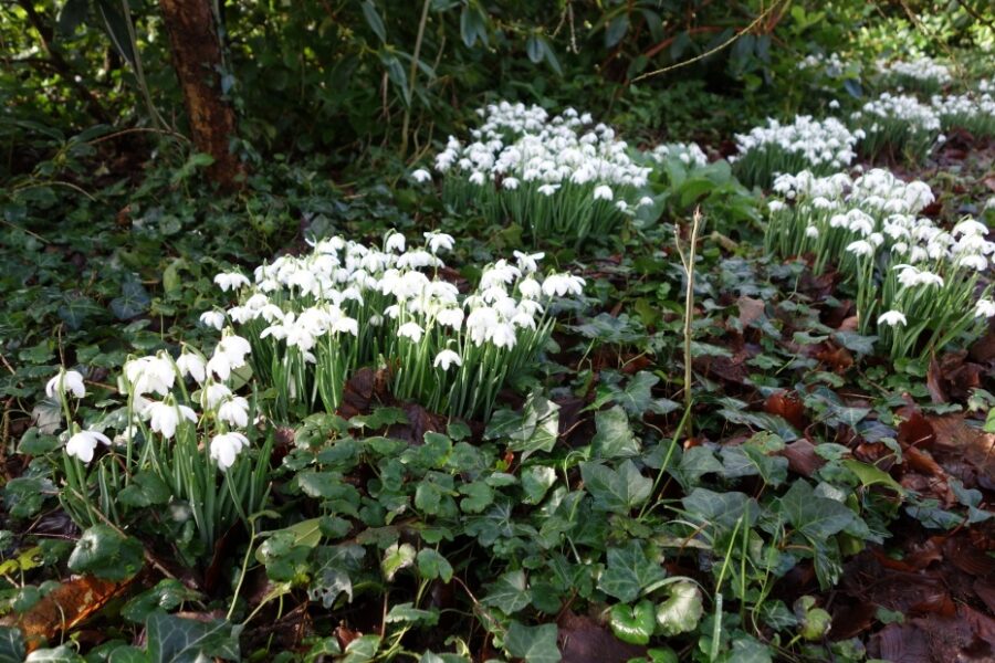Snowdrops planted in Rook Wood